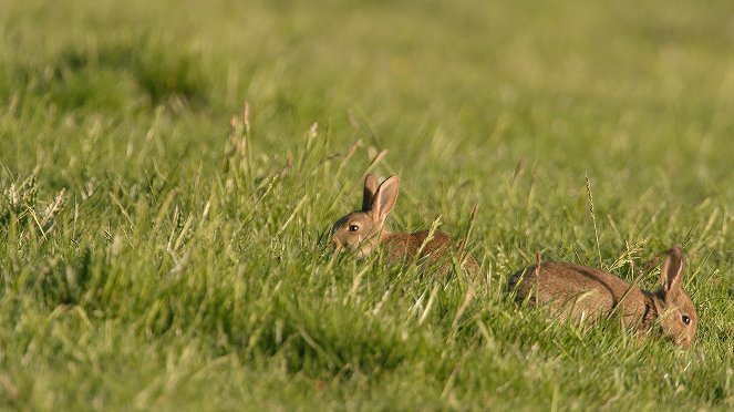 The Surprising World of Rabbits - Photos