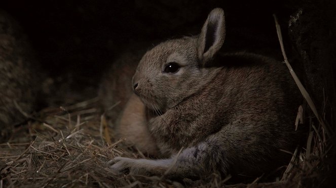 Les Super Pouvoirs du lapin - Do filme