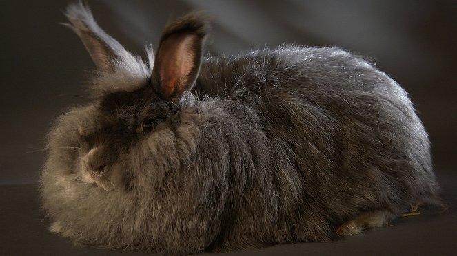 Překvapující svět králíků - Z filmu