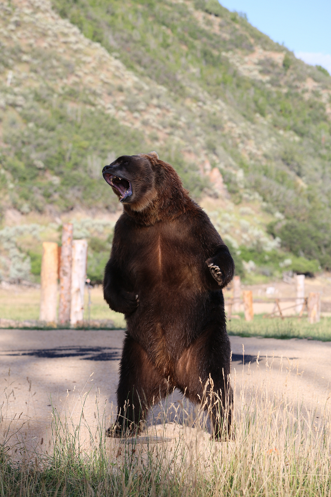 Mensch vs. Bär – Das unglaubliche Duell - Filmfotos