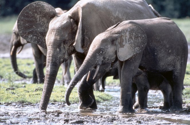 Die Dörfer der Elefanten - Photos