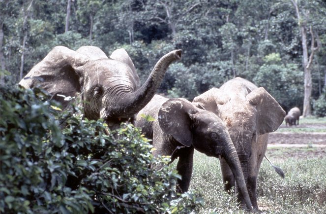 Die Dörfer der Elefanten - Van film
