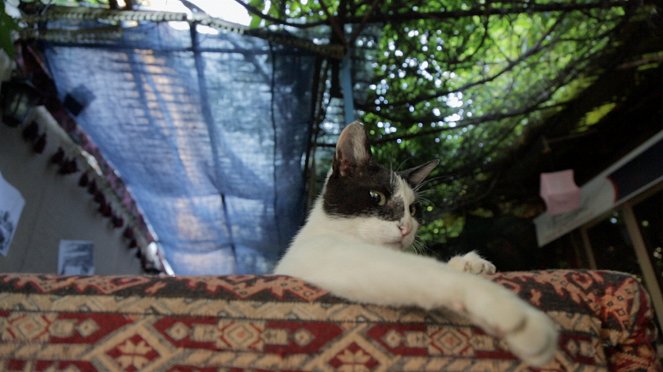 Kedi - Isztambul macskái - Filmfotók