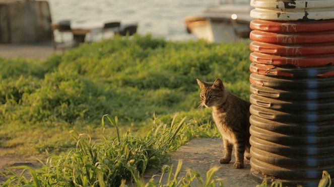 Kedi - Sekretne życie kotów - Z filmu