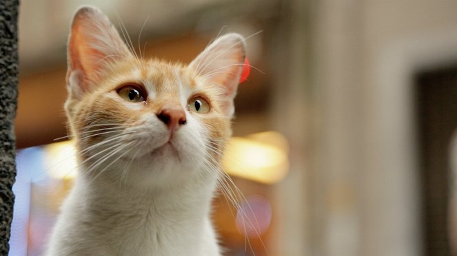 Kedi - Sekretne życie kotów - Z filmu