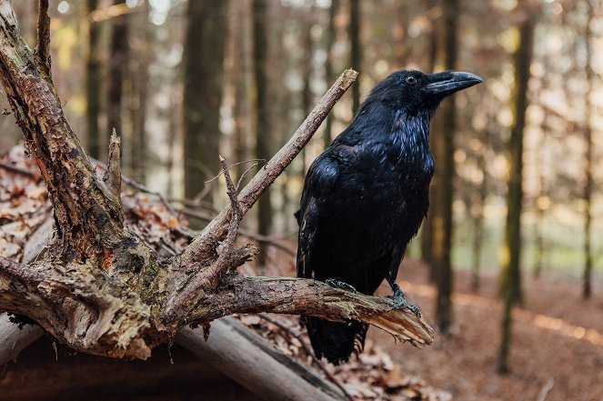Black Raven - Photos