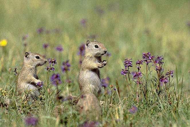 The Life of Mammals - Chisellers - Photos