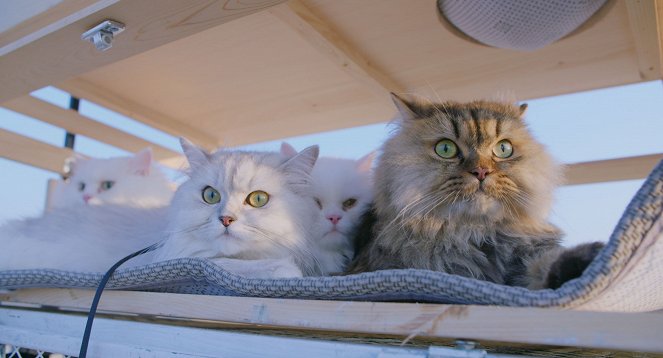 The Journey of the 12 Cats - Van film