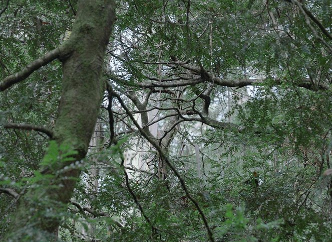 The Nightingale - De la película