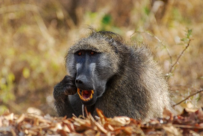 Geborene Jäger: Afrikas tödlichste Raubtiere - Filmfotos