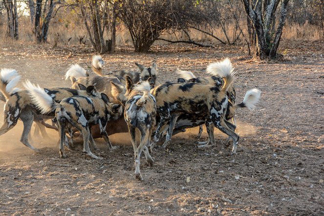 Kegyetlen természet: Afrika vadászai - Filmfotók