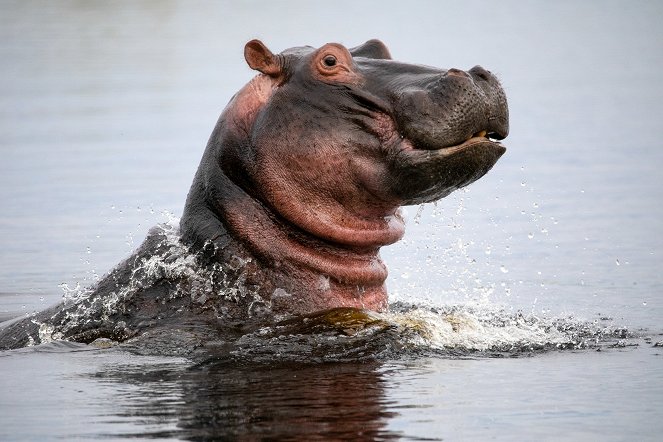 Prirodzený svet - Hippos: Africa's River Giants - Z filmu