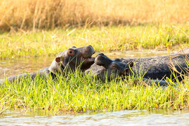 The Natural World - Season 38 - Hippos: Africa's River Giants - Z filmu