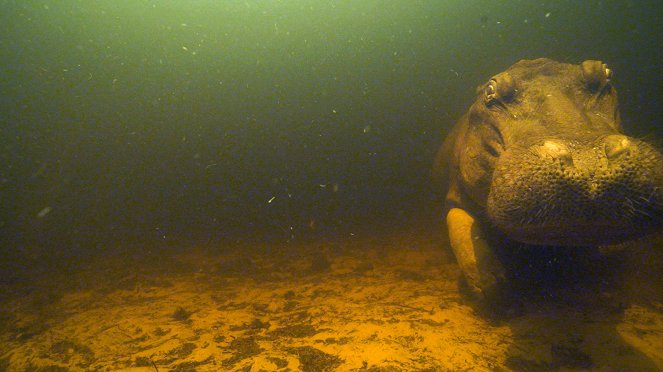 Prirodzený svet - Hippos: Africa's River Giants - Z filmu
