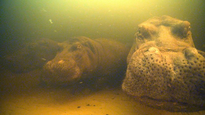 The Natural World - Hippos: Africa's River Giants - Film
