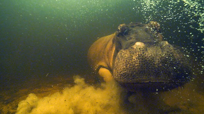 Natural World - Season 38 - Universum: Hippos - Afrikas Flussgiganten - Filmfotos