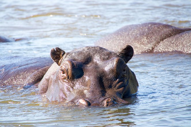 The Natural World - Season 38 - Hippos: Africa's River Giants - Z filmu