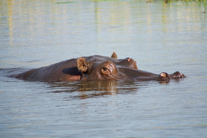 The Natural World - Season 38 - Hippos: Africa's River Giants - Van film
