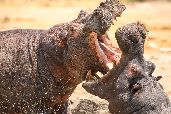 The Natural World - Hippos: Africa's River Giants - De la película