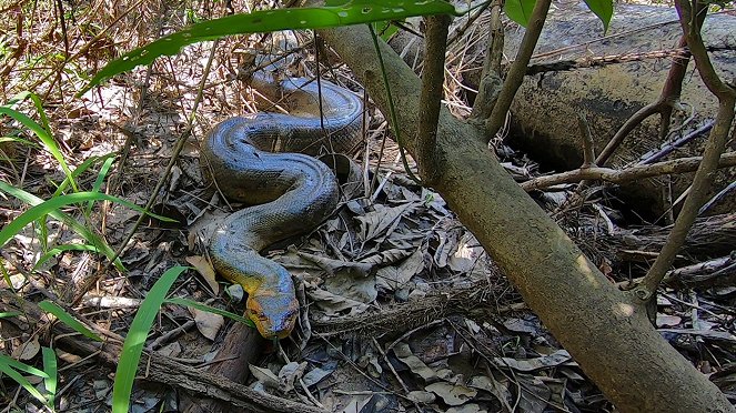 Anaconda – The End of the Myth? - Photos