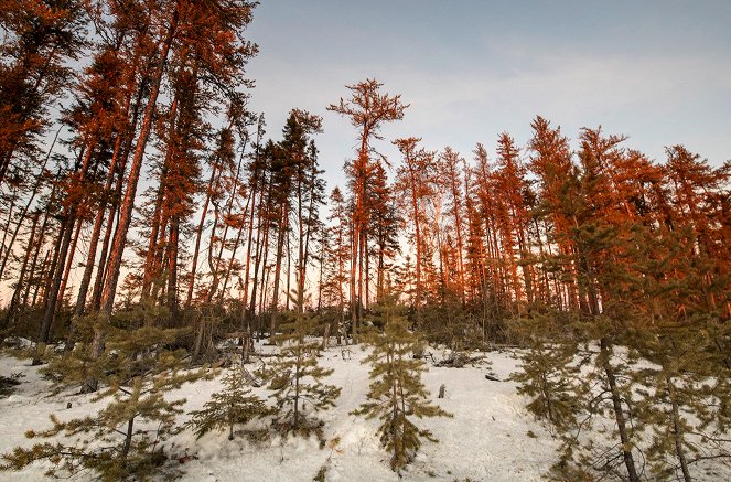 Die Wälder des Nordens - Filmfotók