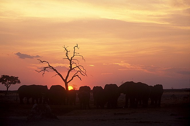 Mike und die Wege der Elefanten - Erkundungen im Norden Botsuanas - Photos