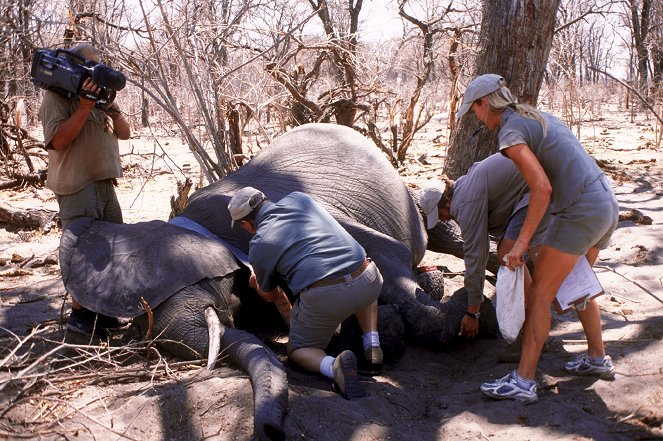 Mike und die Wege der Elefanten - Erkundungen im Norden Botsuanas - Z filmu