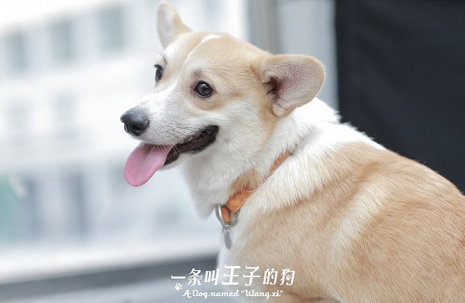 A Dog Named Wang Zi - Lobby Cards