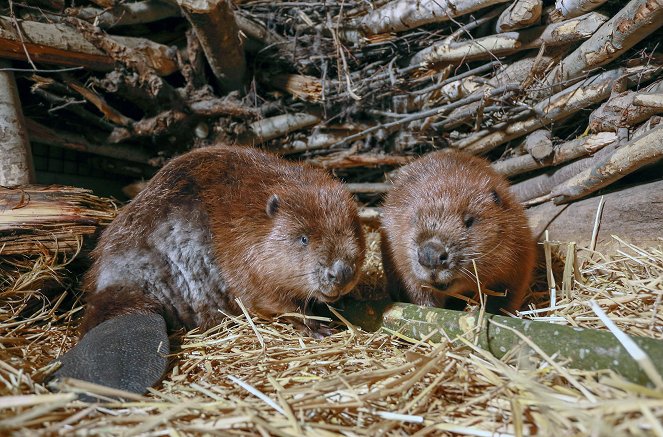 Beavers - Friends or Rivermonsters? - Photos