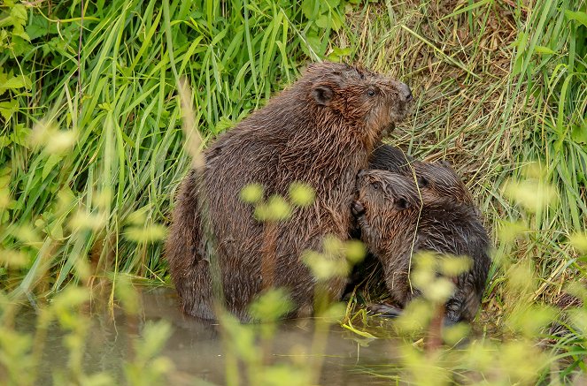 Beavers - Friends or Rivermonsters? - Photos