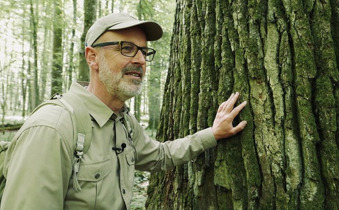 Tajný život stromov - Z filmu - Peter Wohlleben