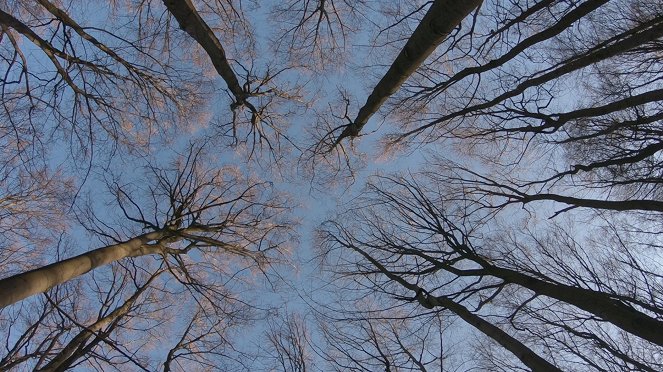 La vida secreta de los árboles - De la película