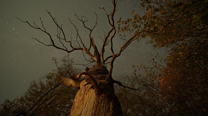 La vida secreta de los árboles - De la película