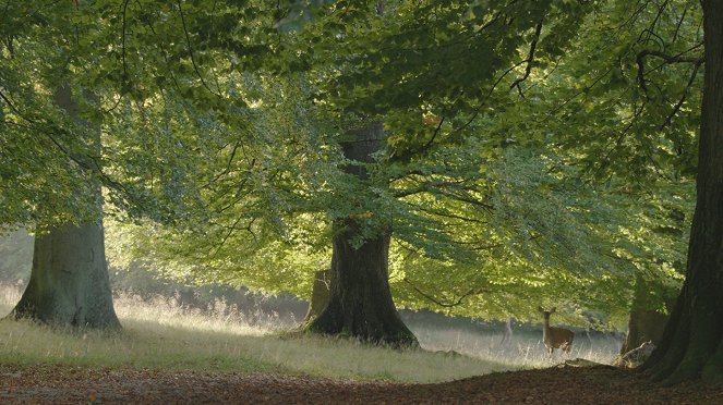 Sekretne życie drzew - Z filmu