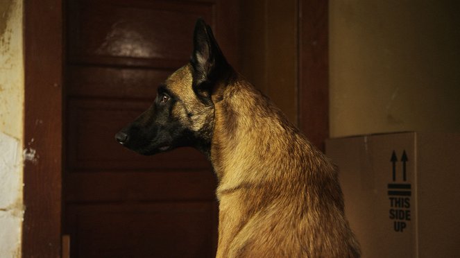 K-9: Pies, który uratował święta - Z filmu