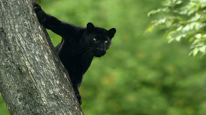 The Real Black Panther - Photos