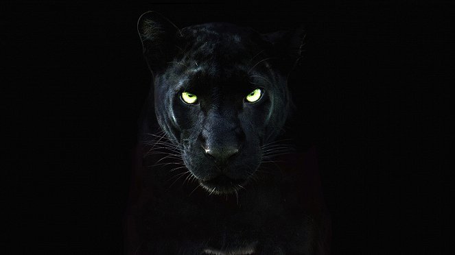 Aufstieg des schwarzen Panthers - Werbefoto