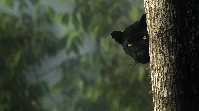 The Real Black Panther - Photos