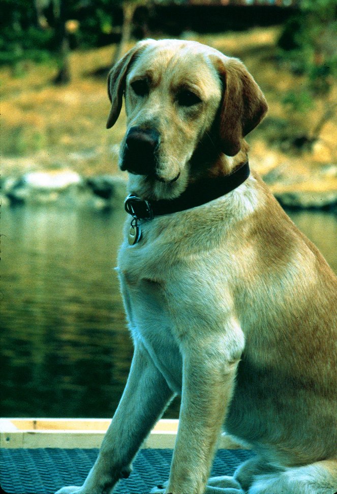 A vadon mélyén - Sárga kutya kalandjai - Filmfotók