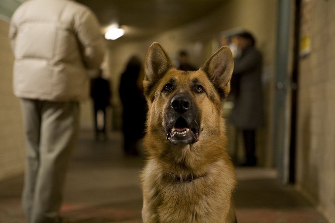 Tierisch Cool - Ein Hund in New York - Filmfotos