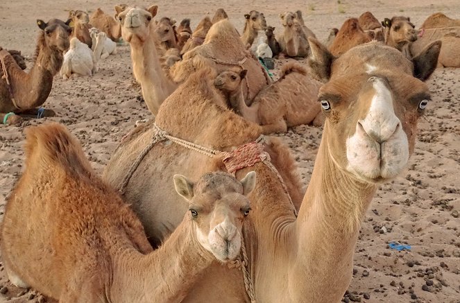 Männer der Wüste - Mit Kamelhirten durch die Sahara - De la película