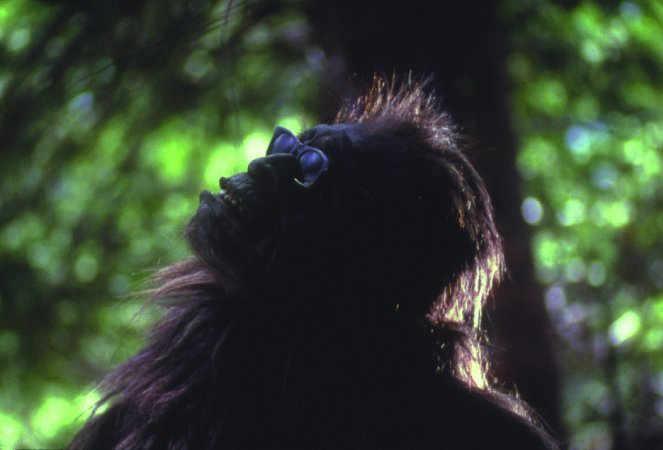 Bigfoot: The Unforgettable Encounter - Van film