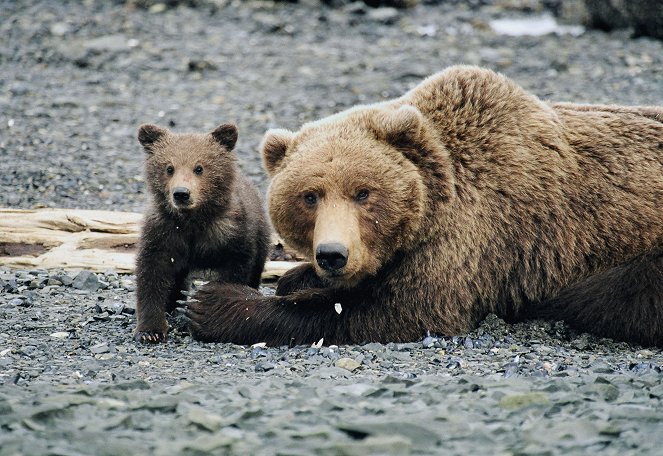 Der Bärenmann - Vater und Sohn unter Grizzlys in Alaska - Film