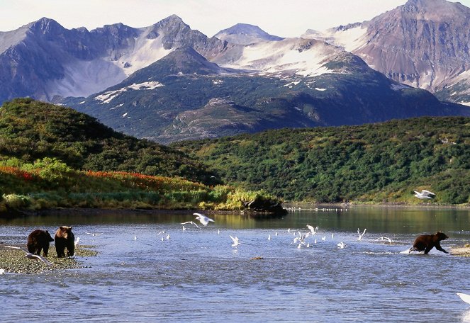 Der Bärenmann - Vater und Sohn unter Grizzlys in Alaska - Film