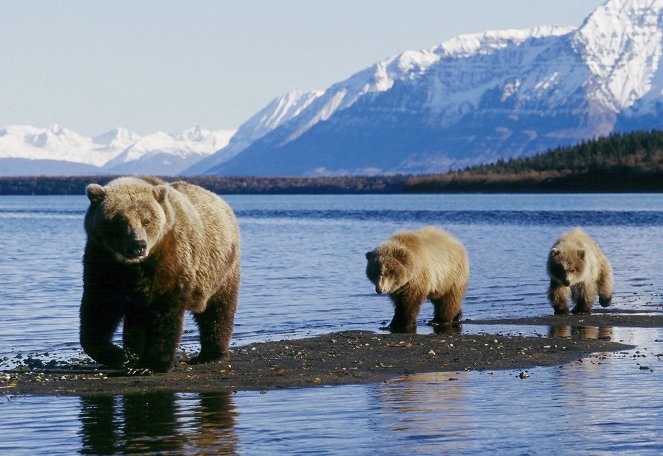 Der Bärenmann - Vater und Sohn unter Grizzlys in Alaska - Film