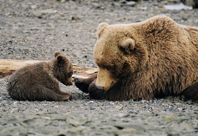 Der Bärenmann - Vater und Sohn unter Grizzlys in Alaska - Filmfotók