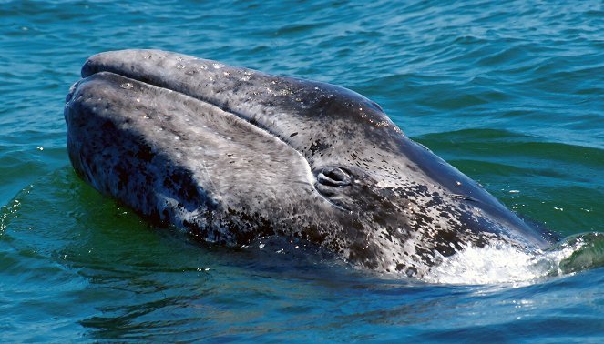 Amerikas Fjorde - Unter Schwertwalen und Schwarzbären - Photos