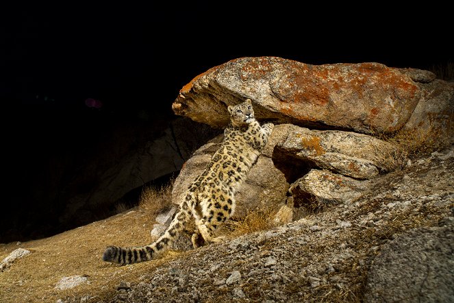 India's Wild Leopards - Van film