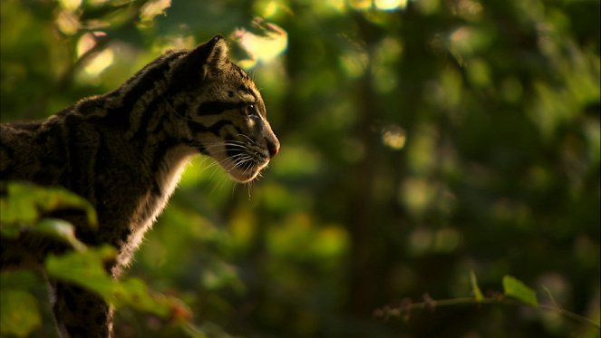 Indiens verborgene Großkatzen - Filmfotos