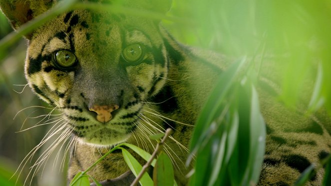 Indiens verborgene Großkatzen - Filmfotos